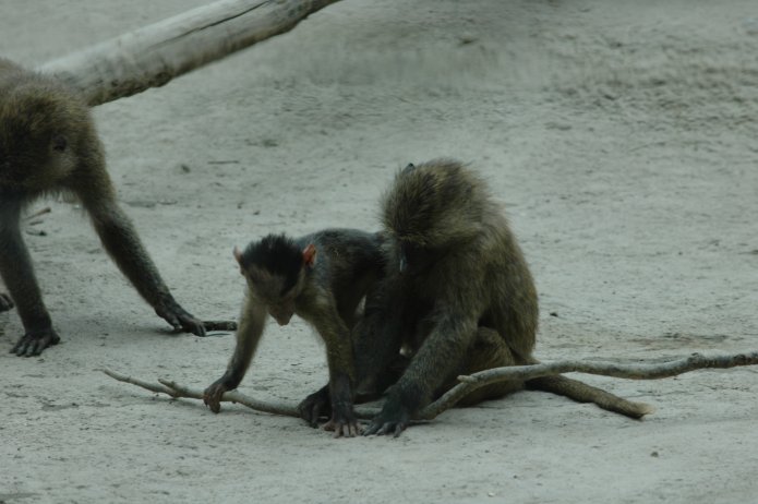 3694237867_169e1989df_o