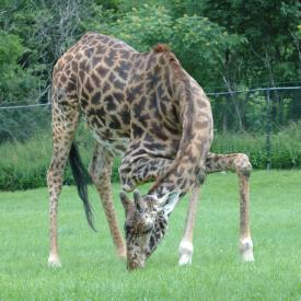 3694242575_e52b922a4d_o