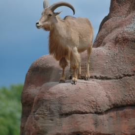 3694259469_331b849561_o