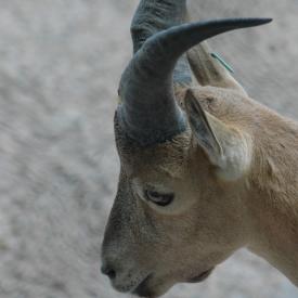 3694262035_78e359f3f4_o