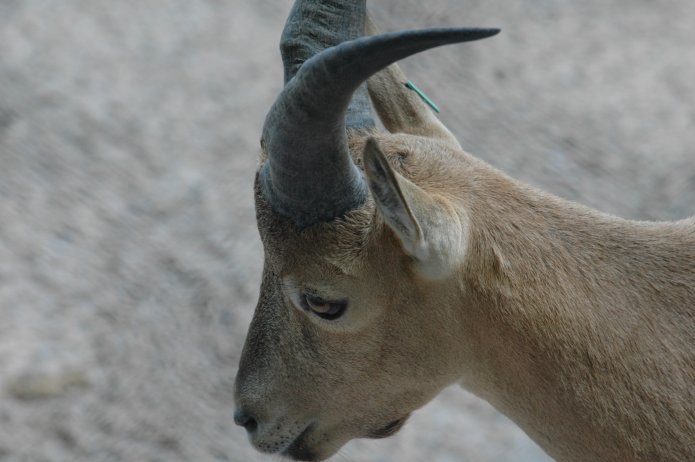 3694262035_78e359f3f4_o