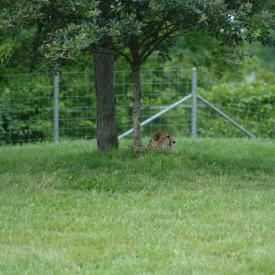 3695040734_eb6e37af31_o