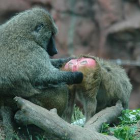 3695043104_e0b2f5d188_o