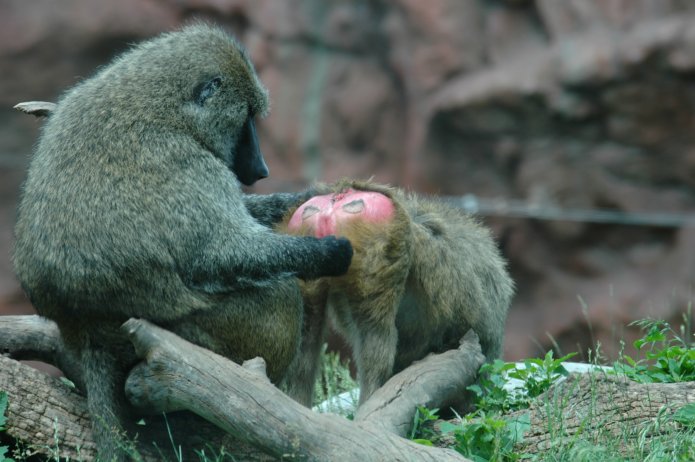 3695043104_e0b2f5d188_o