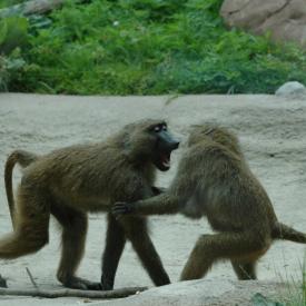 3695047678_8d41ca1268_o