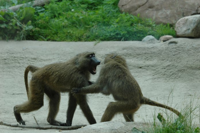 3695047678_8d41ca1268_o