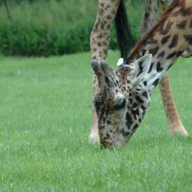 3695052720_b8875affc9_o