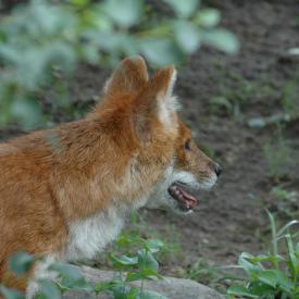 3695057828_1b7c37ce96_o