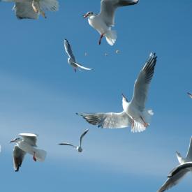 4109001513_3727b57bf5_o