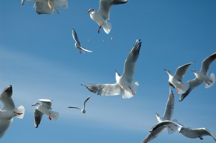 4109001513_3727b57bf5_o