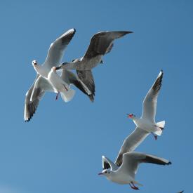 4109003235_ef3bbd7105_o