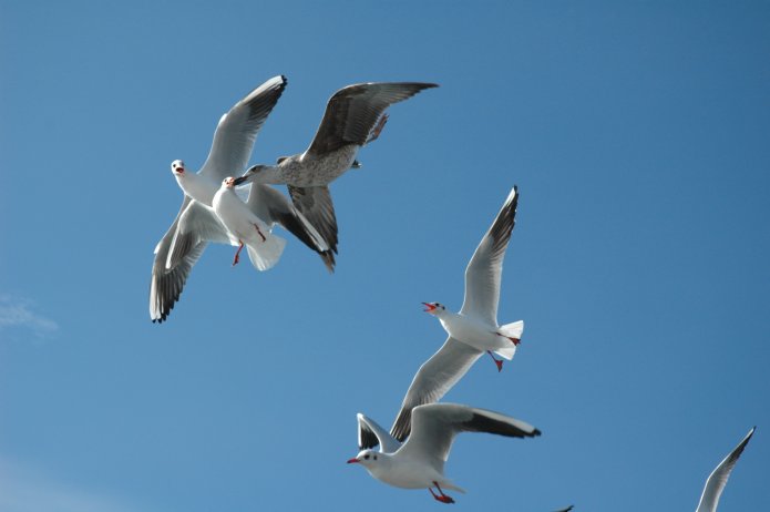 4109003235_ef3bbd7105_o