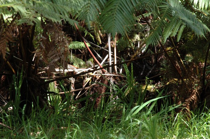 426694575_15253743e5_o