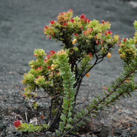 426700480_72599ba2c0_o